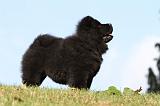 CHOW CHOW 363